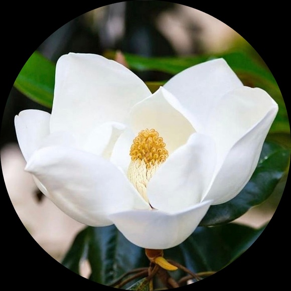 Meet your Posher, Magnolia - Picture 1 of 1